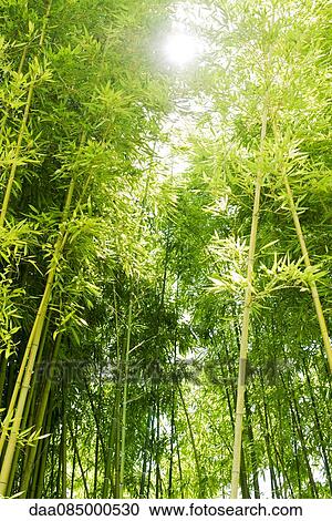 Sunlight shining through bamboo View Large Photo Image Stock Image - Sunlight shining through bamboo. Fotosearch