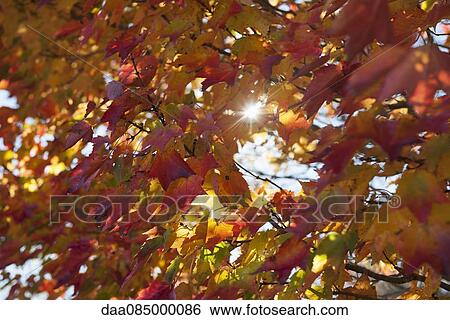 Sunlight shining through colorful autumn foliage View Large Photo Image Stock Photograph - Sunlight shining through colorful autumn foliage. Fotosearch