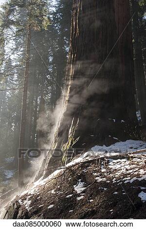Sunlight shining through forest View Large Photo Image Stock Image - Sunlight shining through forest. Fotosearch