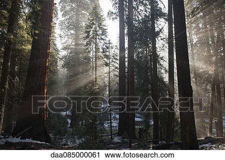 Sunlight shining through forest, Sequoia National Park, California, USA View Large Photo Image Stock Image - Sunlight shining through forest, Sequoia National Park, California, USA. Fotosearch