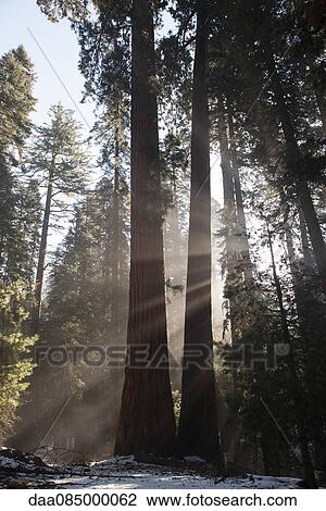 Sunlight shining through forest View Large Photo Image Stock Image - Sunlight shining through forest. Fotosearch
