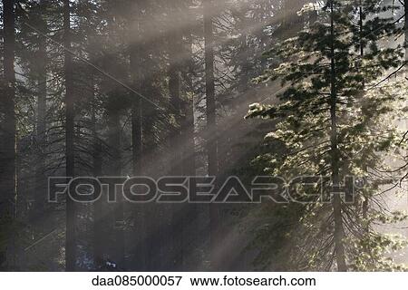 Sunlight shining through forest, Sequoia National Park, California, USA View Large Photo Image Stock Photo - Sunlight shining through forest, Sequoia National Park, California, USA. Fotosearch