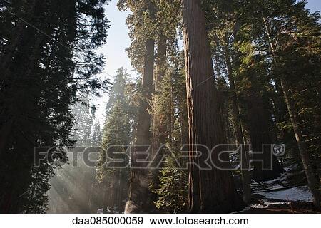 Sunlight shining through forest, Sequoia National Park, California, USA View Large Photo Image Stock Photo - Sunlight shining through forest, Sequoia National Park, California, USA. Fotosearch