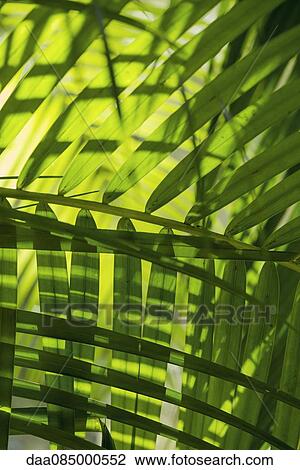 Sunlight shining through tropical foliage, full frame View Large Photo Image Stock Image - Sunlight shining through tropical foliage, full frame. Fotosearch