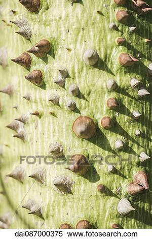 Thorny plant stalk View Large Photo Image Stock Photography - Thorny plant stalk. Fotosearch