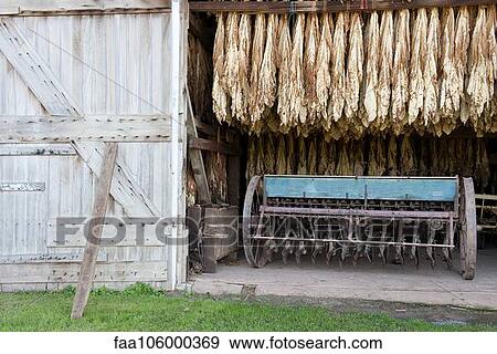 Tobacco leaves drying in barn, Ephrata, Pennsylvania, USA View Large Photo Image Stock Photo - Tobacco leaves drying in barn, Ephrata, Pennsylvania, USA. Fotosearch