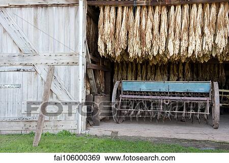 Tobacco leaves drying in barn, Ephrata, Pennsylvania, USA View Large Photo Image Stock Photo - Tobacco leaves drying in barn, Ephrata, Pennsylvania, USA. Fotosearch