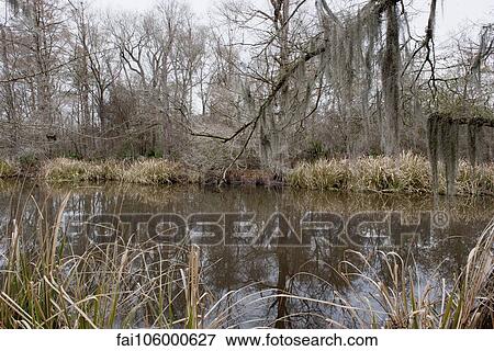 Tranquil bayou View Large Photo Image Stock Photo - Tranquil bayou. Fotosearch