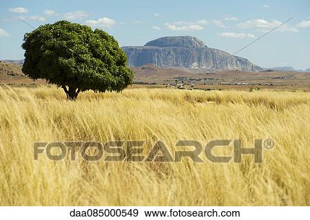 Tranquil countryside in Madagascar View Large Photo Image Stock Photo - Tranquil countryside in Madagascar. Fotosearch