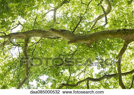 Stock Image - Tree canopy, low angle view. Fotosearch