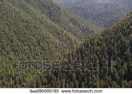 Tree covered rolling mountains, Olympic National Park, Washington, USA View Large Photo Image Stock Photography - Tree covered rolling mountains, Olympic National Park, Washington, USA. Fotosearch