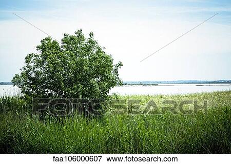 Tree growing on grassy riverbank View Large Photo Image Stock Photo - Tree growing on grassy riverbank. Fotosearch