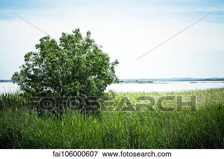 Stock Photo - Tree growing on grassy riverbank. Fotosearch