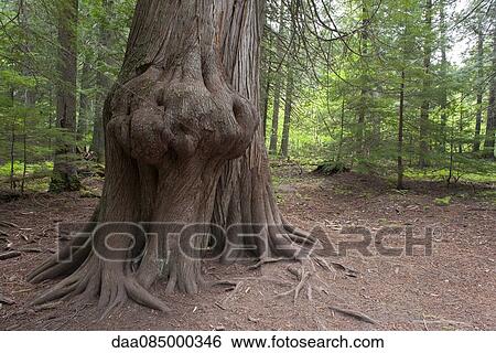Tree trunk with large burl View Large Photo Image Stock Photograph - Tree trunk with large burl. Fotosearch