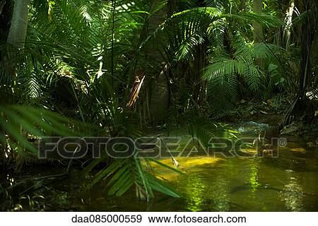 Tropical swamp View Large Photo Image Stock Photo - Tropical swamp. Fotosearch
