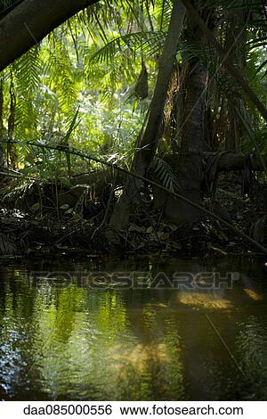 Stock Photograph - Tropical swamp. Fotosearch