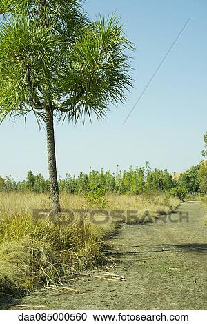 Tropical tree growing beside path through countryside View Large Photo Image Stock Image - Tropical tree growing beside path through countryside. Fotosearch