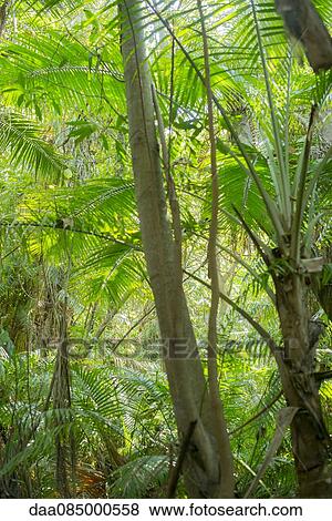 Tropical trees View Large Photo Image Stock Photo - Tropical trees. Fotosearch