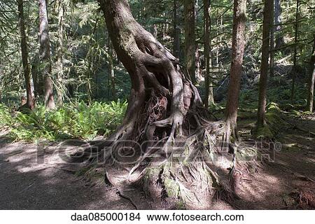 Twisted tree roots in forest, Olympic National Park, Washington, USA View Large Photo Image Picture - Twisted tree roots in forest, Olympic National Park, Washington, USA. Fotosearch