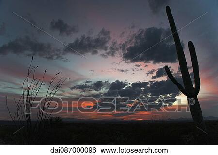 Stock Photograph - USA, Arizona, Saguaro National Park at twilight. Fotosearch
