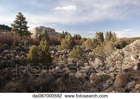Vegetation grows in a desert landscape in Utah, USA View Large Photo Image Stock Image - Vegetation grows in a desert landscape in Utah, USA. Fotosearch