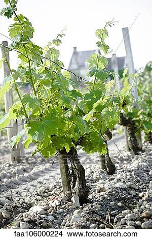 Vines View Large Photo Image Picture - Vines. Fotosearch