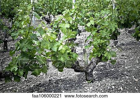 Vines View Large Photo Image Stock Image - Vines. Fotosearch