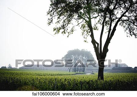 Picture - Vineyard. Fotosearch