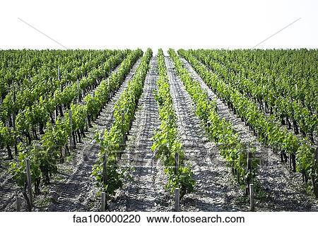 Vineyard View Large Photo Image Stock Image - Vineyard. Fotosearch
