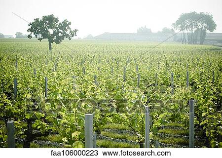 Vineyard View Large Photo Image Stock Image - Vineyard. Fotosearch