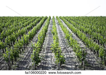 Vineyard View Large Photo Image Stock Image - Vineyard. Fotosearch