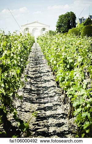 Vineyard View Large Photo Image Stock Image - Vineyard. Fotosearch