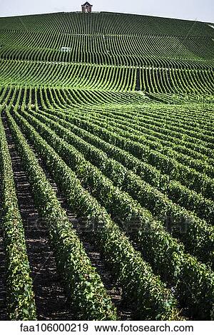Vineyard View Large Photo Image Stock Photo - Vineyard. Fotosearch