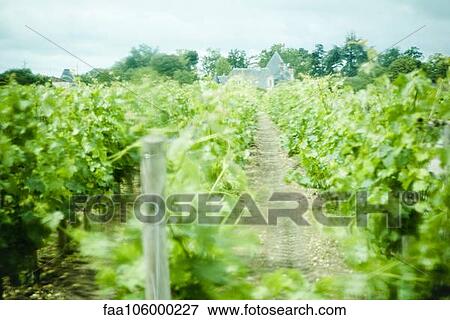 Vineyard View Large Photo Image Stock Photo - Vineyard. Fotosearch