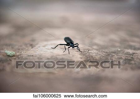 Stock Photography - Weevil. Fotosearch