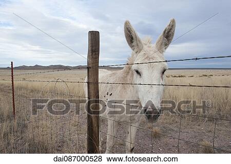 White donkey in pasture View Large Photo Image Stock Photo - White donkey in pasture. Fotosearch