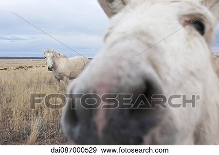 Stock Photo - White donkey sniffing camera. Fotosearch