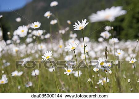 Wild daisies, Olympic National Park, Washington, USA View Large Photo Image Picture - Wild daisies, Olympic National Park, Washington, USA. Fotosearch