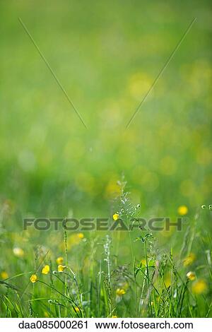 Stock Image - Wildflowers and grass, close-up. Fotosearch