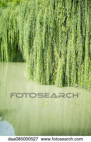 Willow growing in water View Large Photo Image Stock Photo - Willow growing in water. Fotosearch