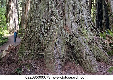 Woman standing at foot of giant redwood tree in Redwood National Park, California, USA View Large Photo Image Stock Image - Woman standing at foot of giant redwood tree in Redwood National Park, California, USA. Fotosearch