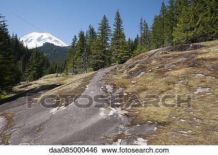 Stock Photograph - Wooded hillside in Mount Rainier National Park, Washington, USA. Fotosearch