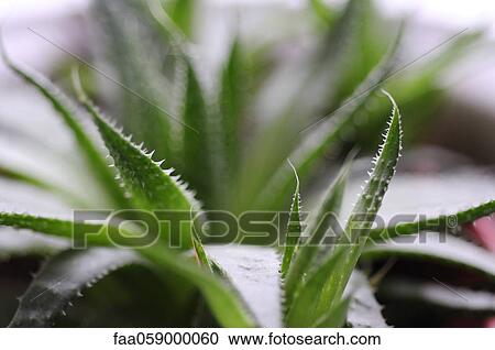 Aloe vera plant View Large Photo Image Stock Image - Aloe vera plant. Fotosearch