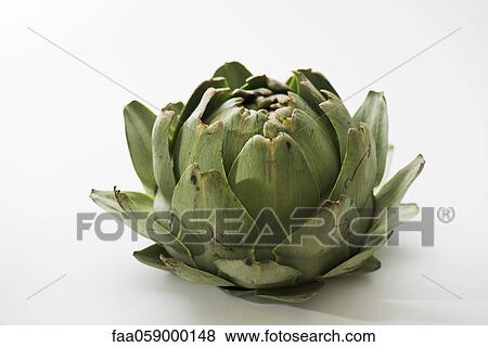 Artichoke View Large Photo Image Stock Photo - Artichoke. Fotosearch