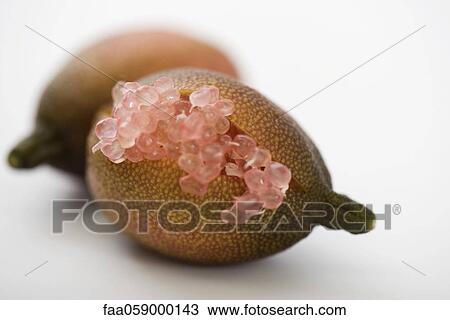 Australian finger lime (Citrus australasica) View Large Photo Image Stock Image - Australian finger lime (Citrus australasica). Fotosearch