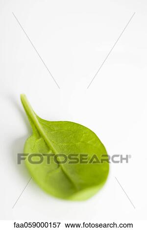 Stock Photo - Baby spinach. Fotosearch