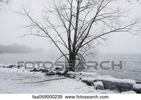 Bare tree at water's edge in winter View Large Photo Image Stock Photo - Bare tree at water's edge in winter. Fotosearch