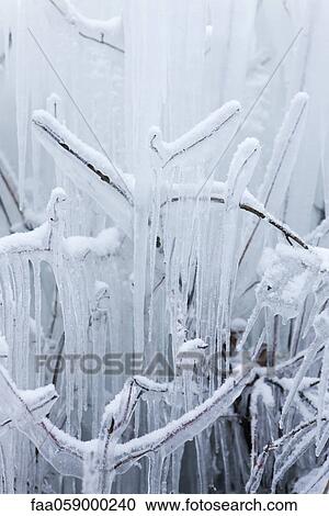 Stock Image - Branches covered in ice. Fotosearch