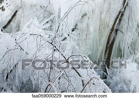 Stock Photo - Branches covered in ice. Fotosearch