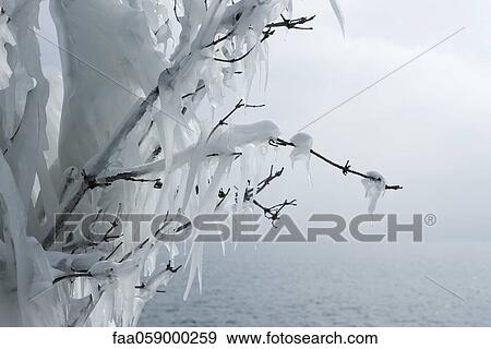 Stock Photo - Branches covered in ice. Fotosearch